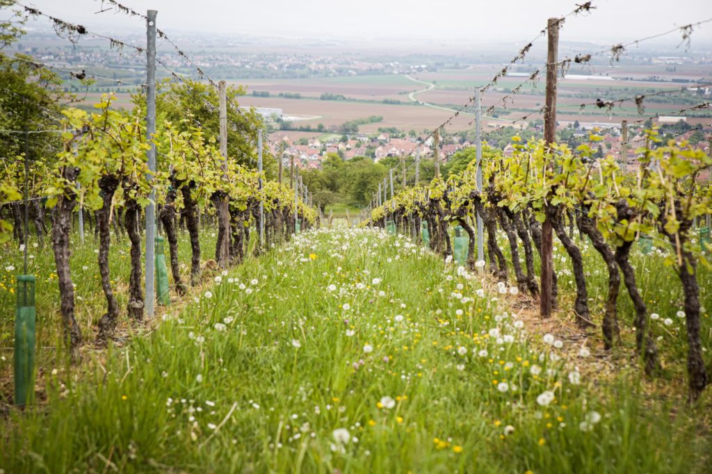 vigne de la route des vins en Alsace