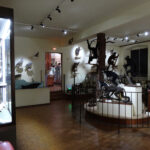 Musée-histoire-naturelle-Colmar
