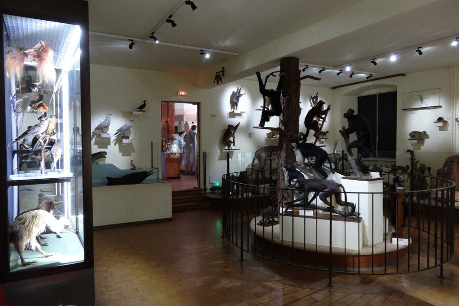 Musée-histoire-naturelle-Colmar