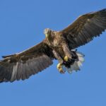 volerie-des-aigles