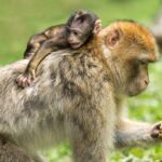 La Montagne des Singes (Kintzheim), à moins de 30 min de Colmar