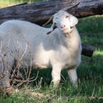 À moins d'1h de Colmar, ce parc animalier XXL gratuit vous promet une escapade inoubliable !