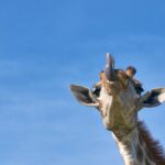 À ne pas manquer : l’incroyable Horizon Afrique du zoo de Mulhouse ouvre ses portes dès le 1ᵉʳ août ...